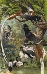 Paradisaea